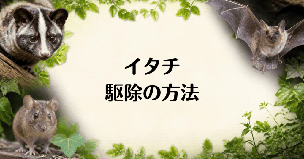 イタチ_駆除の方法