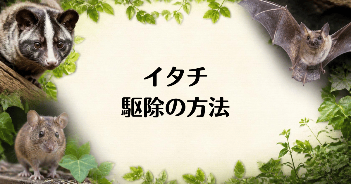 イタチ_駆除の方法
