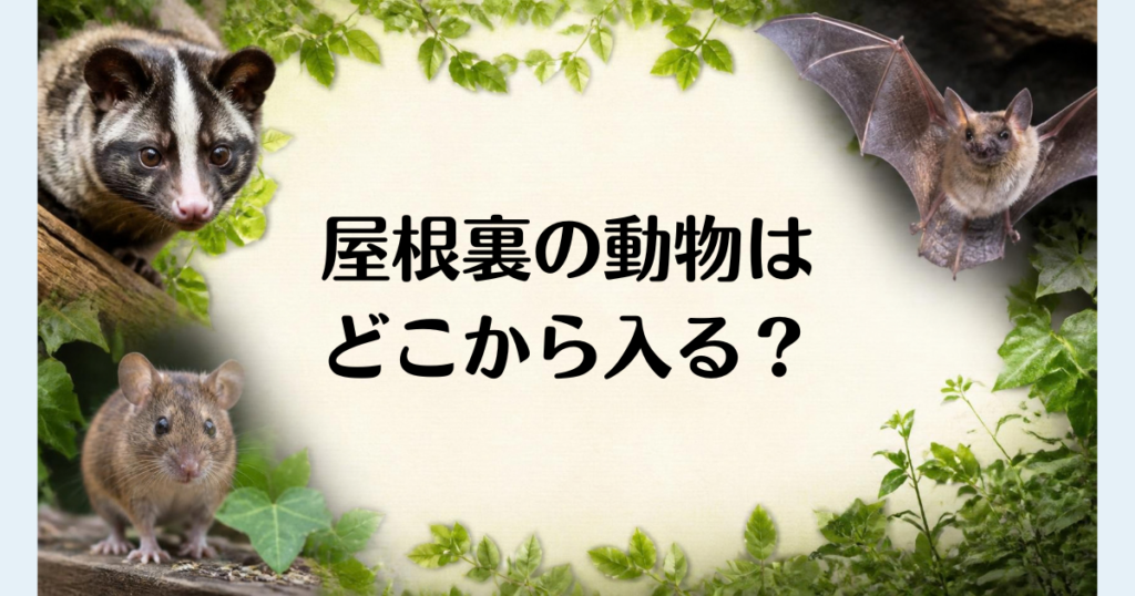 屋根裏の動物は_どこから入る