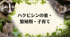 ハクビシン_子育て