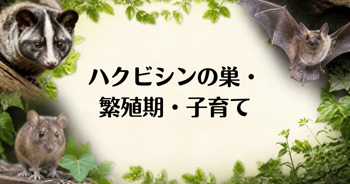 ハクビシン_子育て