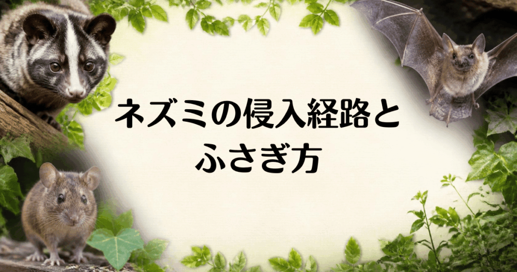 ネズミ_侵入経路とふさぎ方