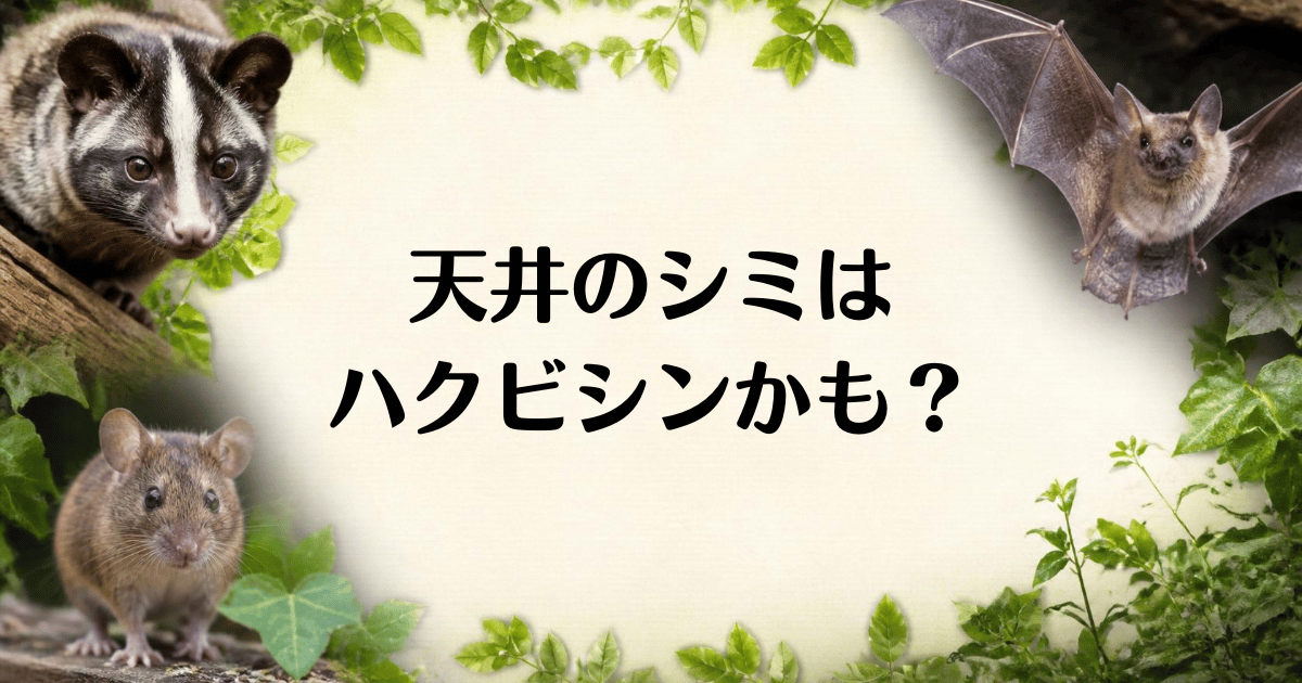 天井のシミ_ハクビシン