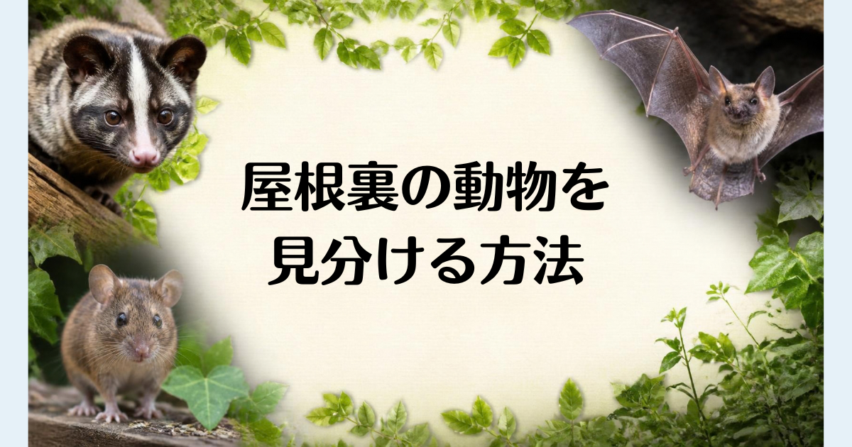 屋根裏の動物を見分ける方法