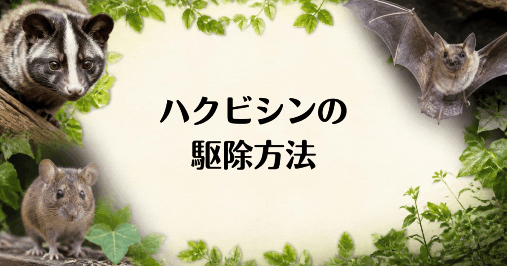 ハクビシン_駆除方法