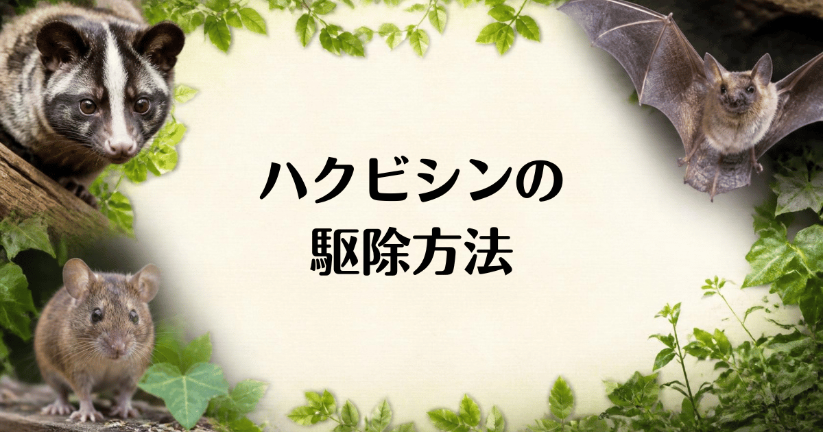 ハクビシン_駆除方法