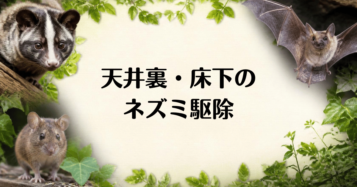 天井裏のネズミ駆除