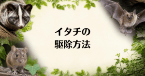 イタチ_駆除方法