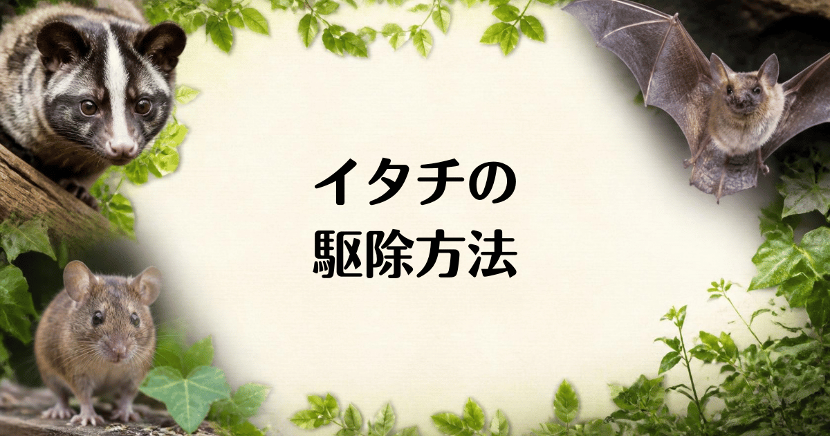 イタチ_駆除方法