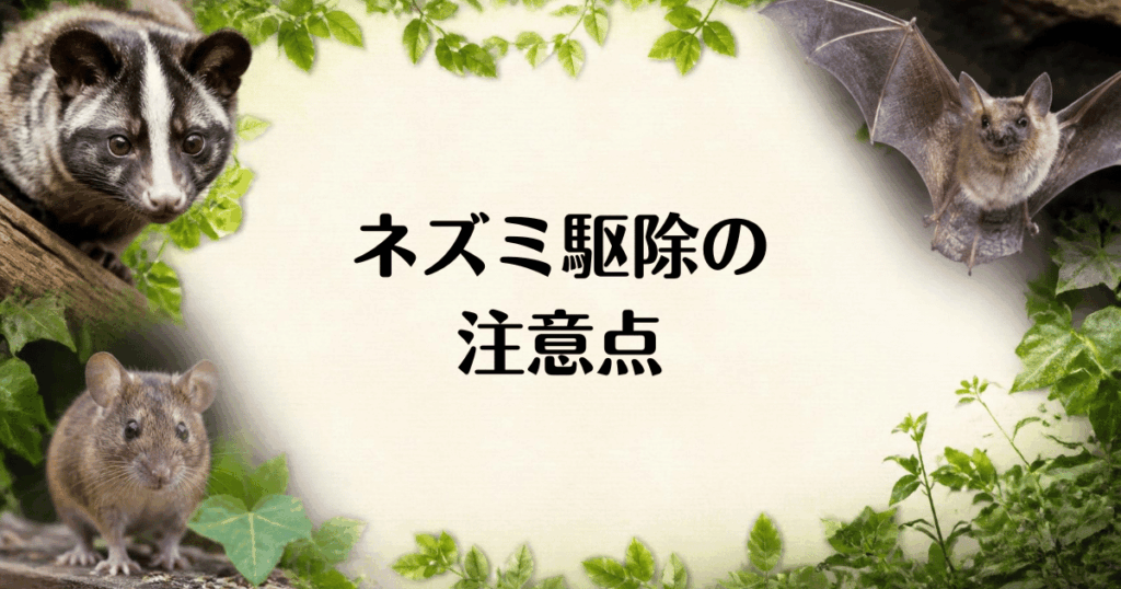 ネズミ駆除の注意点