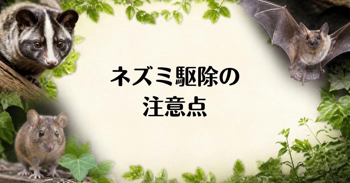 ネズミ駆除の注意点