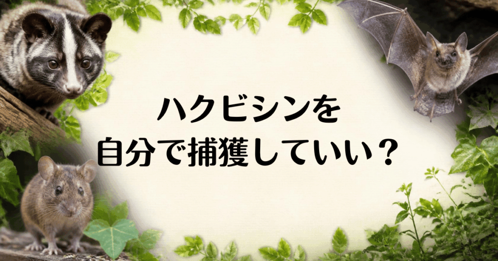 ハクビシン_自分で捕獲